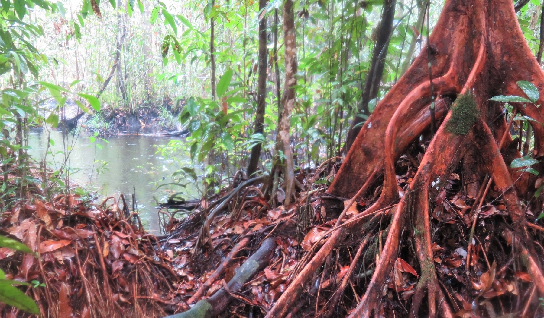 5. Nepenthes trail swamp