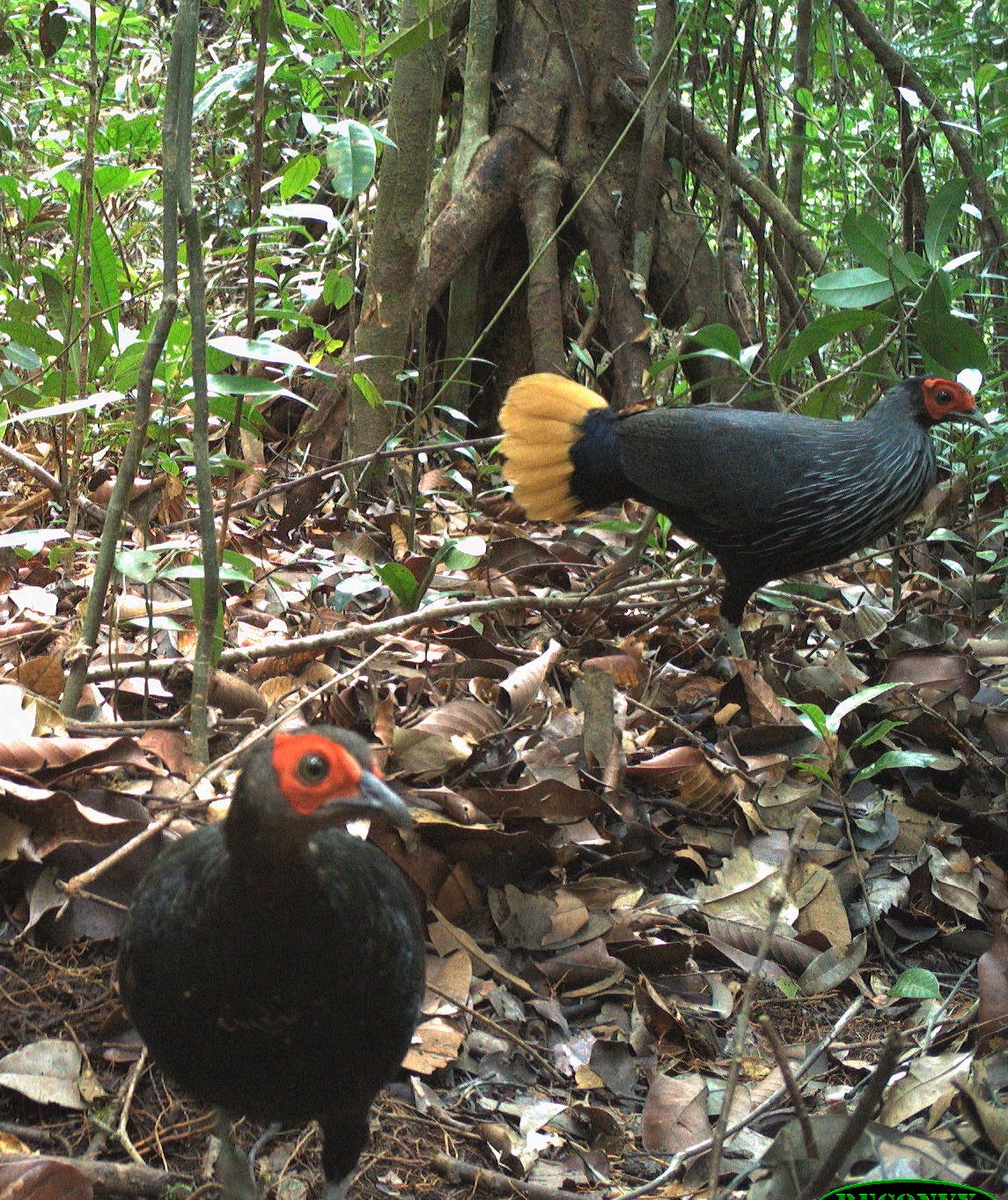 1. crestless fireback